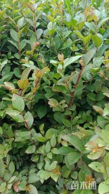 高度30厘米矮紫薇小苗