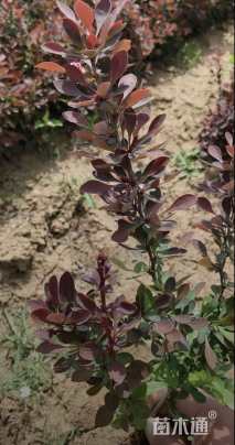 高度30厘米红叶小檗