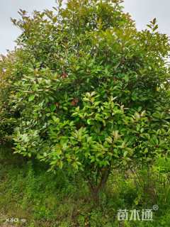 14公分红叶石楠