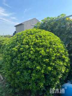 冠幅180厘米海桐球