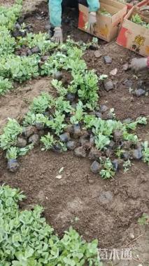 高度14厘米八宝景天