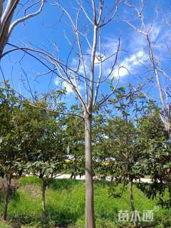 18公分黄山栾树