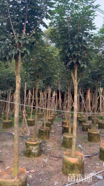 5公分紫花风铃木