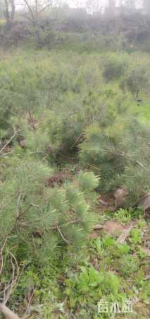 高度120厘米白皮松