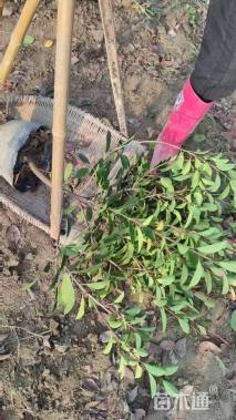3公分红叶石楠