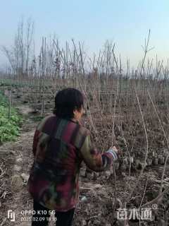 高度150厘米黄连木小苗