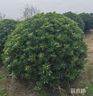 冠幅180厘米海桐球