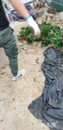 高度10厘米大叶黄杨