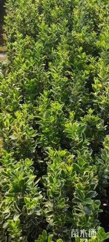 高度40厘米金边黄杨