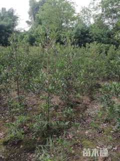 高度100厘米法国冬青