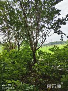 高度7500厘米红花紫薇