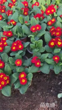 高度25厘米报春花
