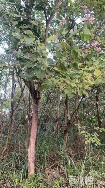 10公分羊蹄甲