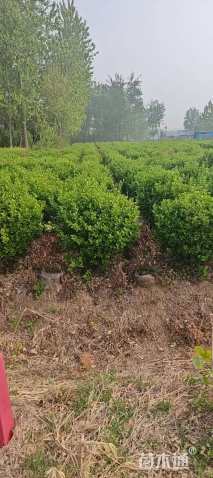 冠幅120厘米卫矛球