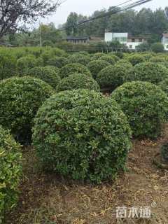 冠幅150厘米海桐球