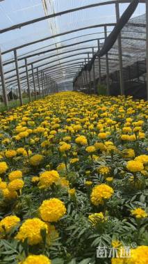 高度20厘米万寿菊