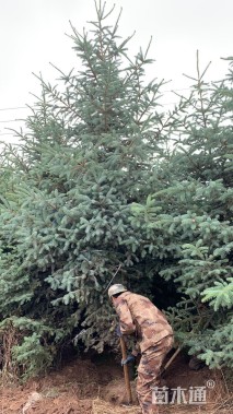 高度200厘米沙地云杉