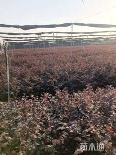 高度25厘米红花继木