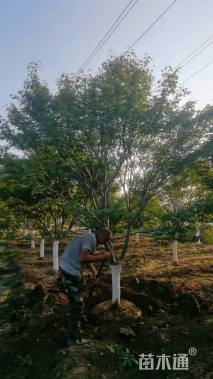 13公分日本红枫