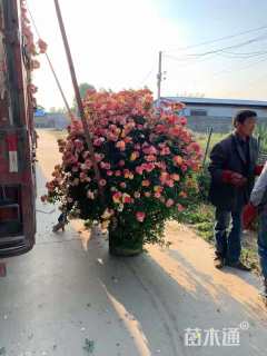 冠幅120厘米月季花球