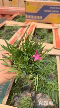 高度25厘米欧石竹