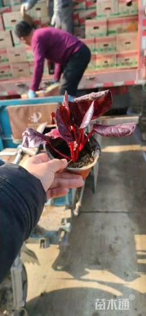高度20厘米红叶甜菜