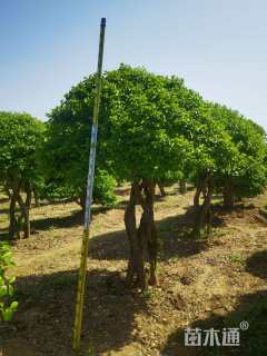 39公分高杆卫矛球