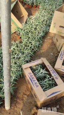 高度15厘米墨西哥鼠尾草