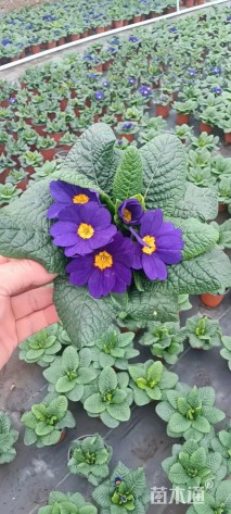 高度20厘米报春花