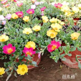 优质马齿苋基地自产自销质优价廉