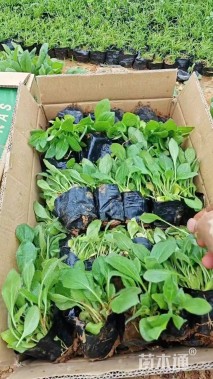 高度20厘米黑心菊