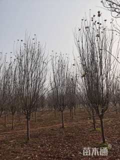 10公分西府海棠