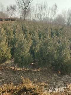 高度80厘米蜀桧