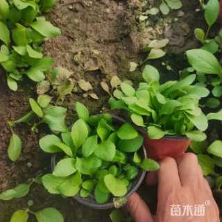 高度10厘米黑心菊
