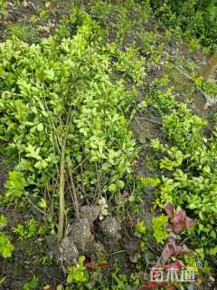 高度80厘米北海道黄杨