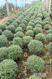 高度20厘米国庆菊