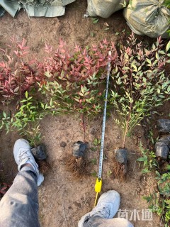 高度50厘米红天竹