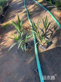 高度20厘米朱蕉