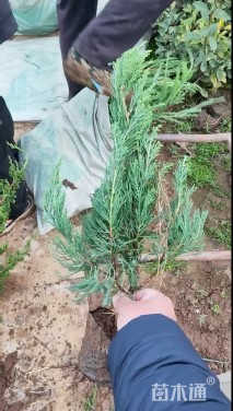 高度40厘米龙柏