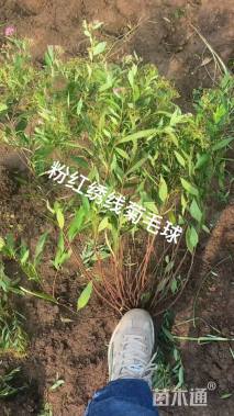 高度50厘米高山绣线菊