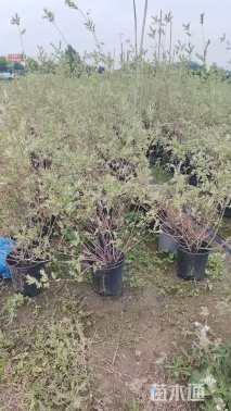 高度80厘米杞柳