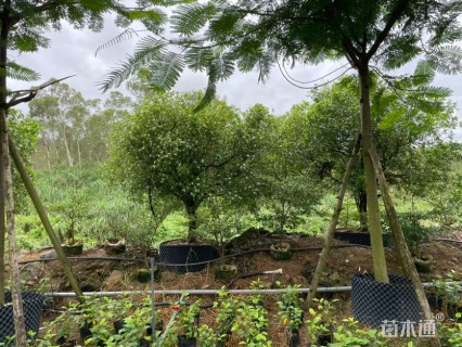 高度220厘米七里香