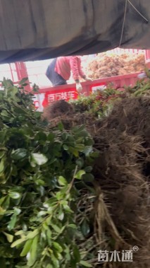 高度50厘米小叶黄杨
