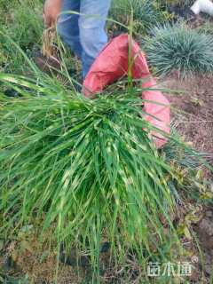 高度40厘米斑叶芒