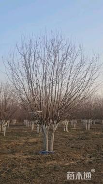 5公分丛生绚丽海棠