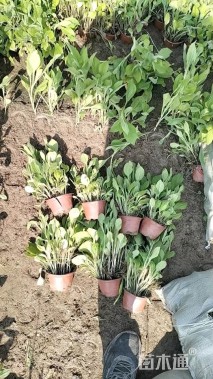 高度20厘米黑心菊