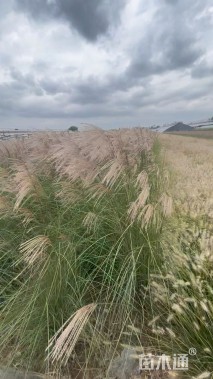 高度70厘米细叶芒