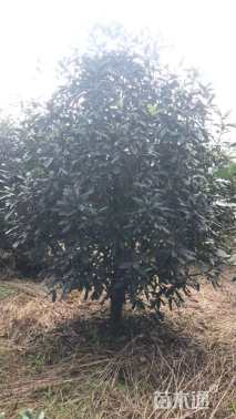 高度320厘米中华石楠