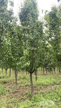 12公分彩叶豆梨