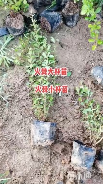 高度25厘米火棘